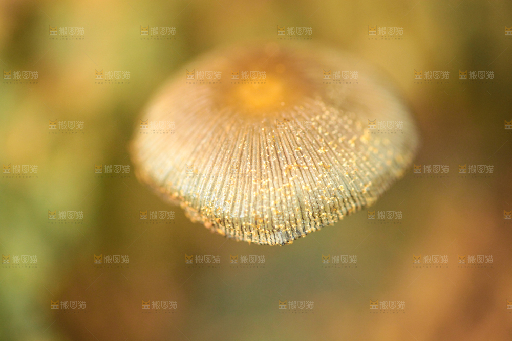 野生菌菇