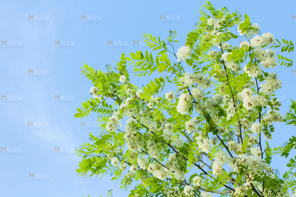 槐树槐花