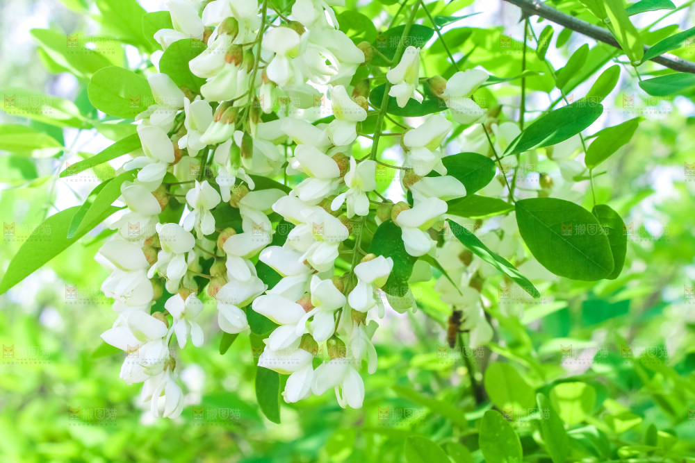 槐树槐花
