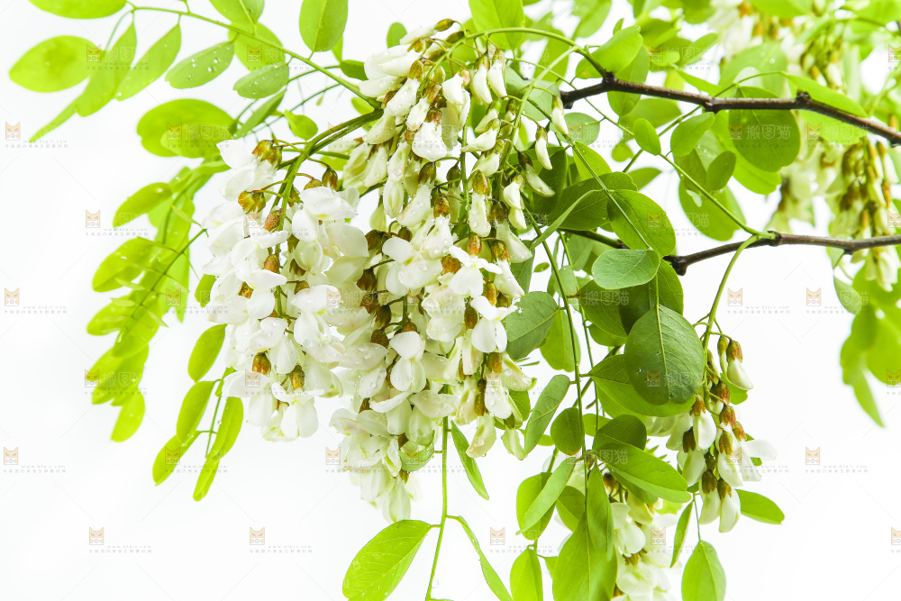 白底上的槐树花