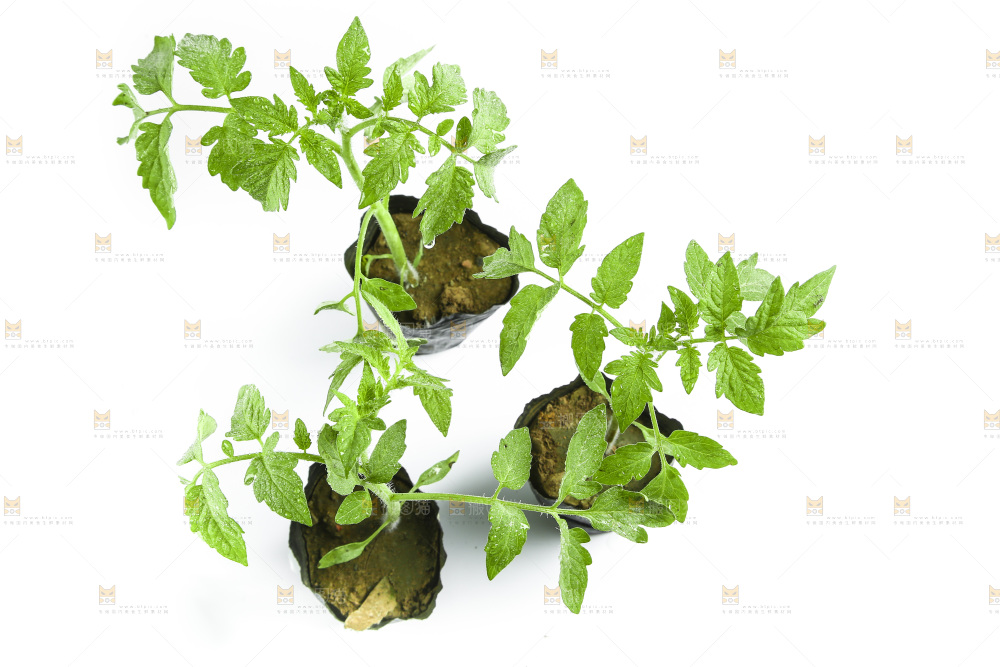 白底上的番茄苗