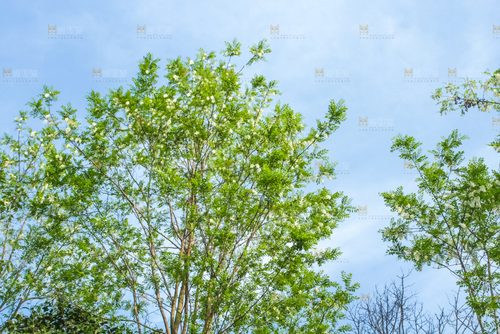 槐树槐花
