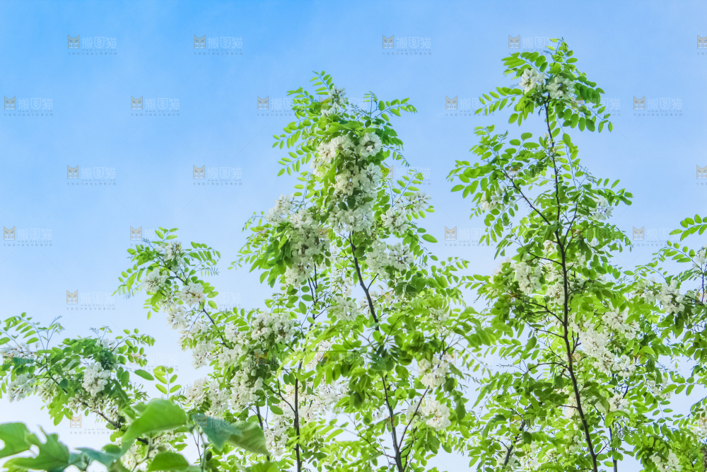 槐树槐花