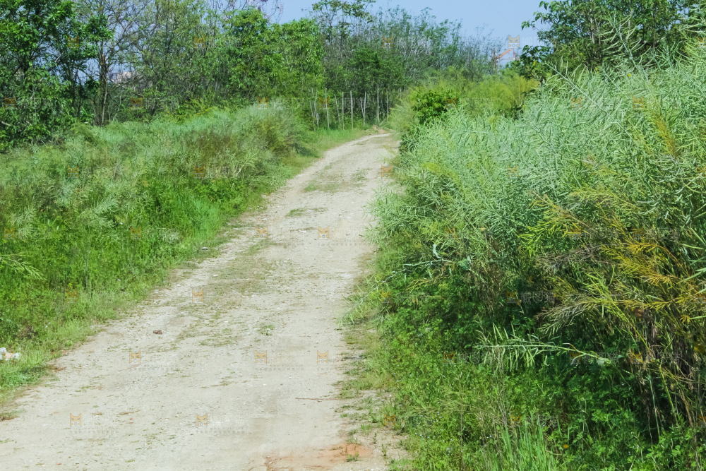 一条乡间小路