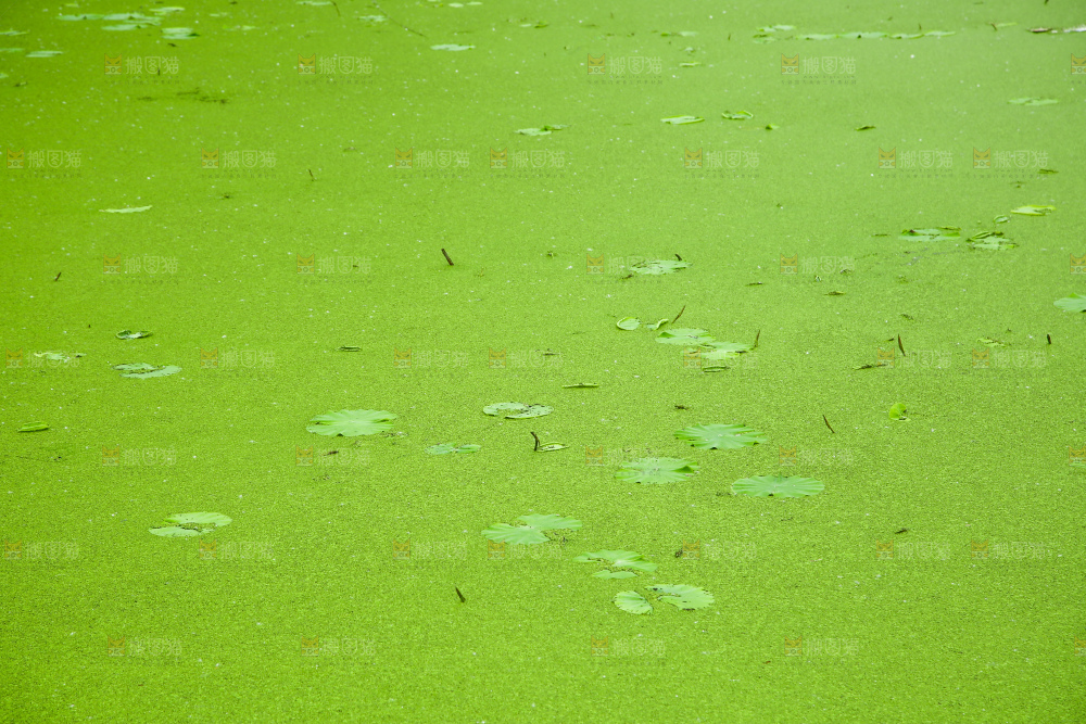湖面浮萍