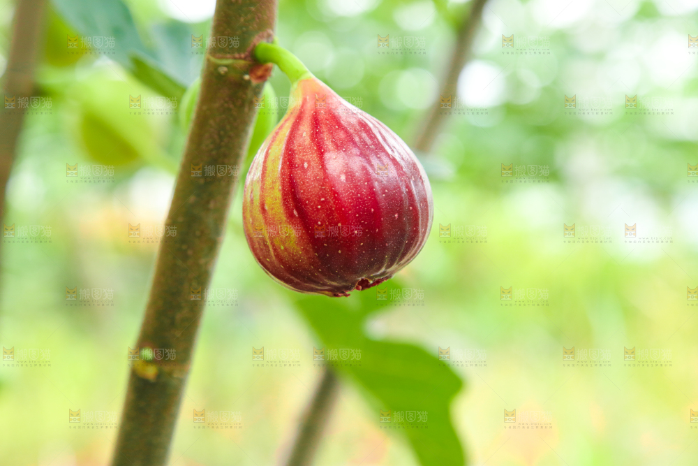 户外的无花果树