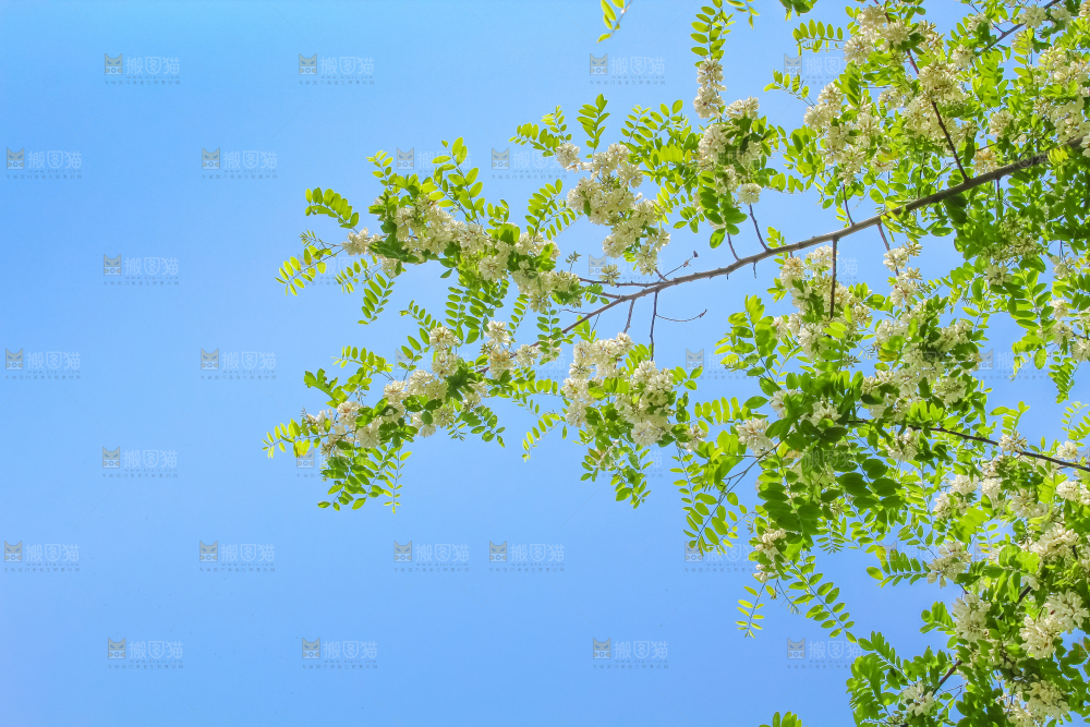 槐树槐花