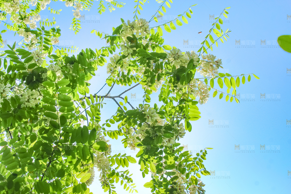 槐树槐花