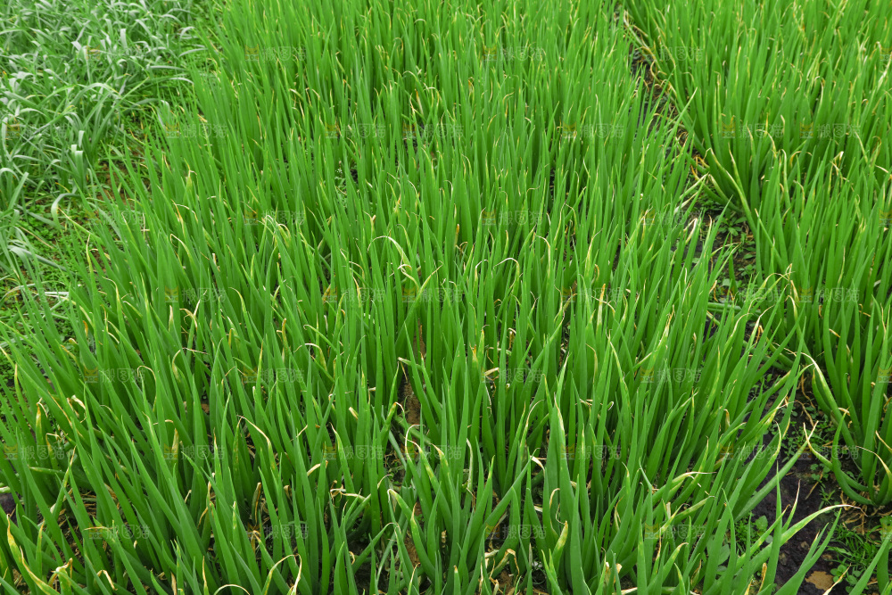 田里的大葱