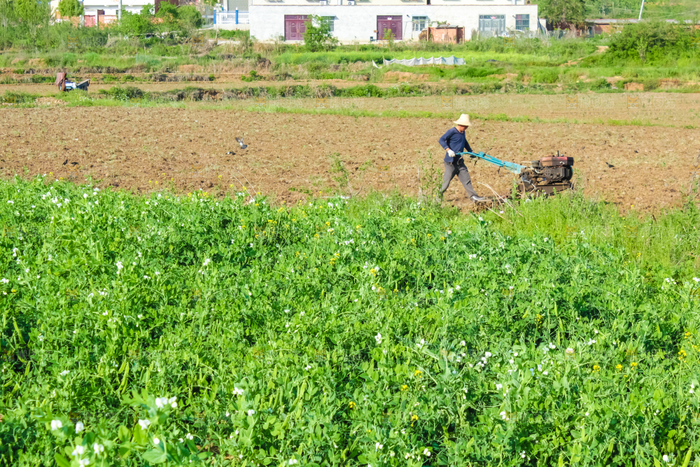 田里种着豌豆苗
