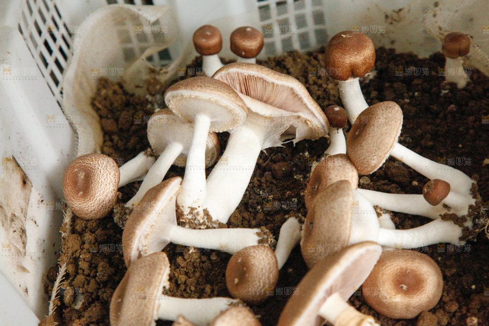 土里的蘑菇