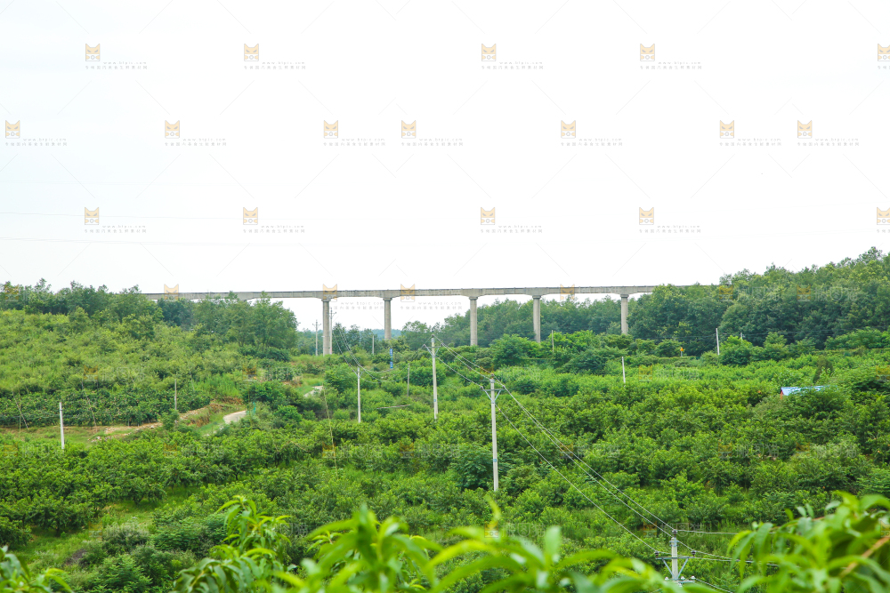 一片绿植
