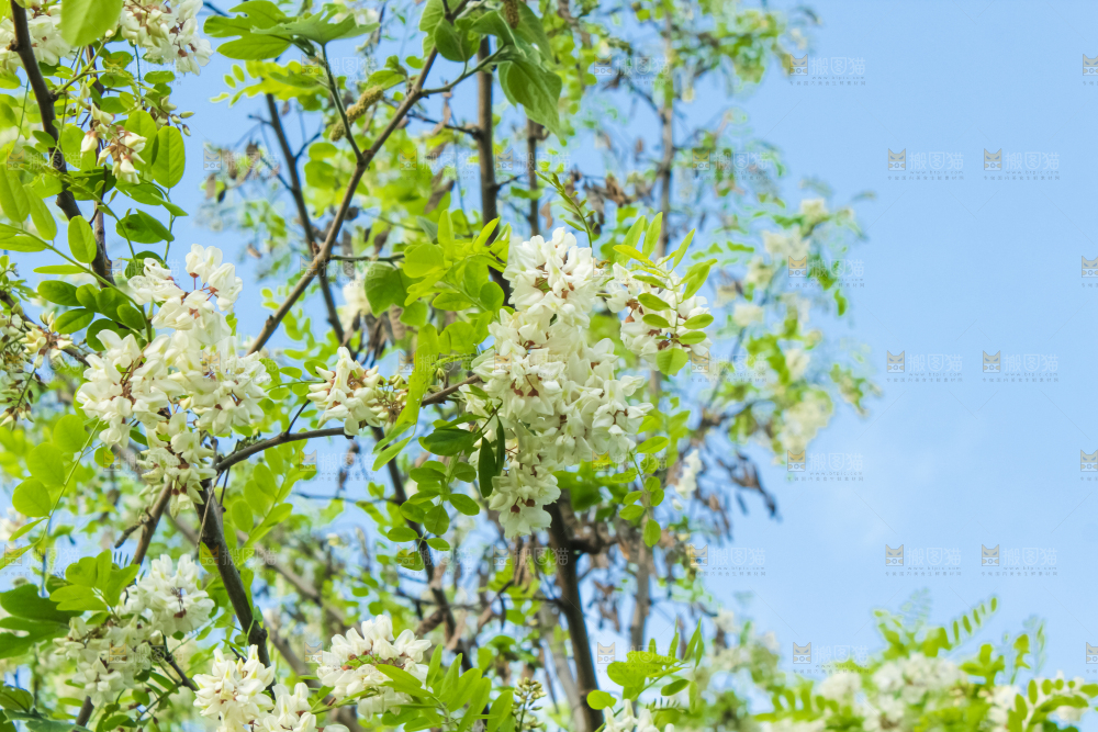槐树槐花