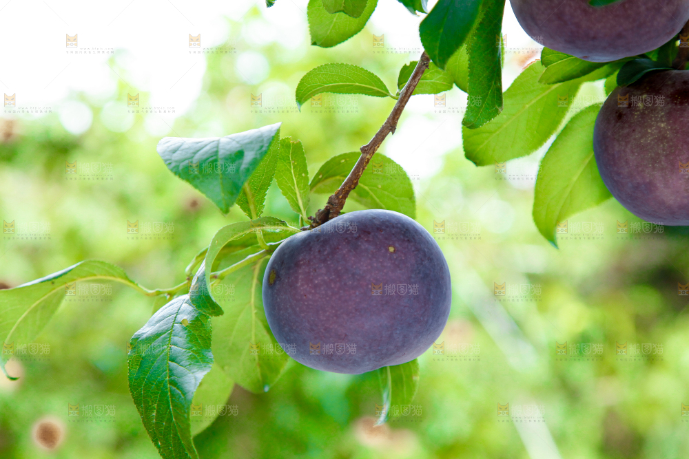 树上挂着黑布李
