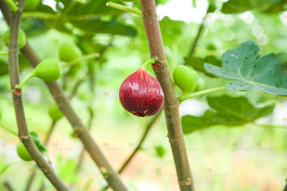 户外的无花果树