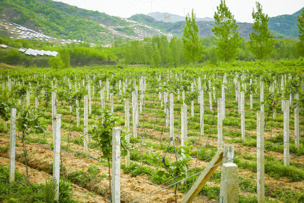 水果种植基地