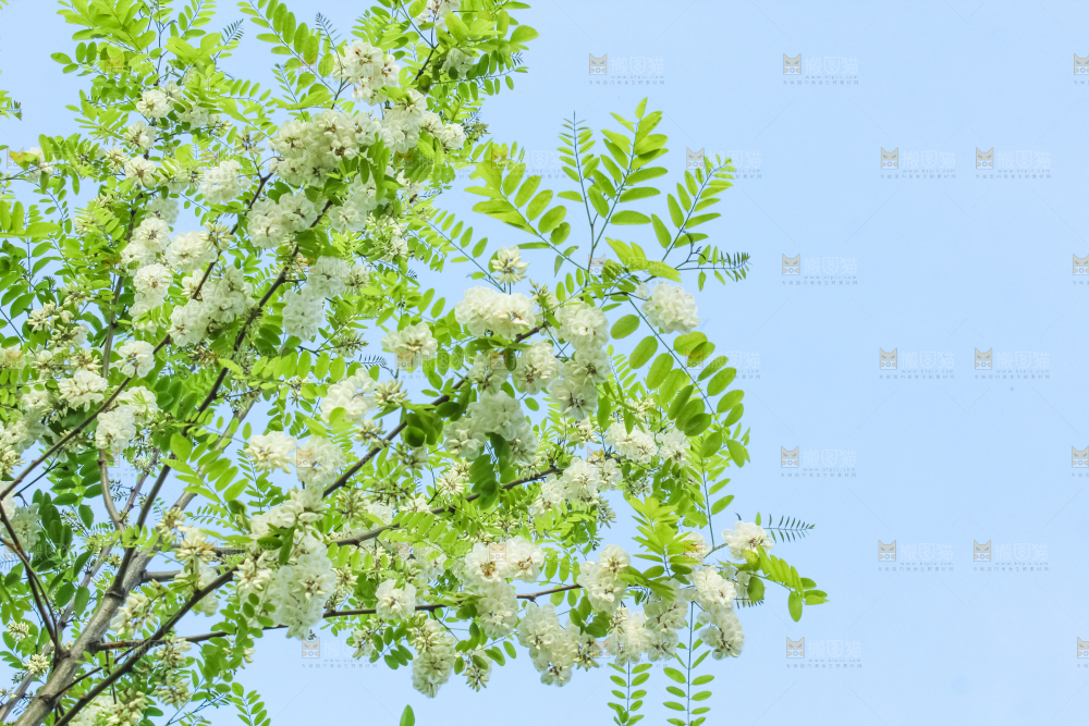 槐树槐花