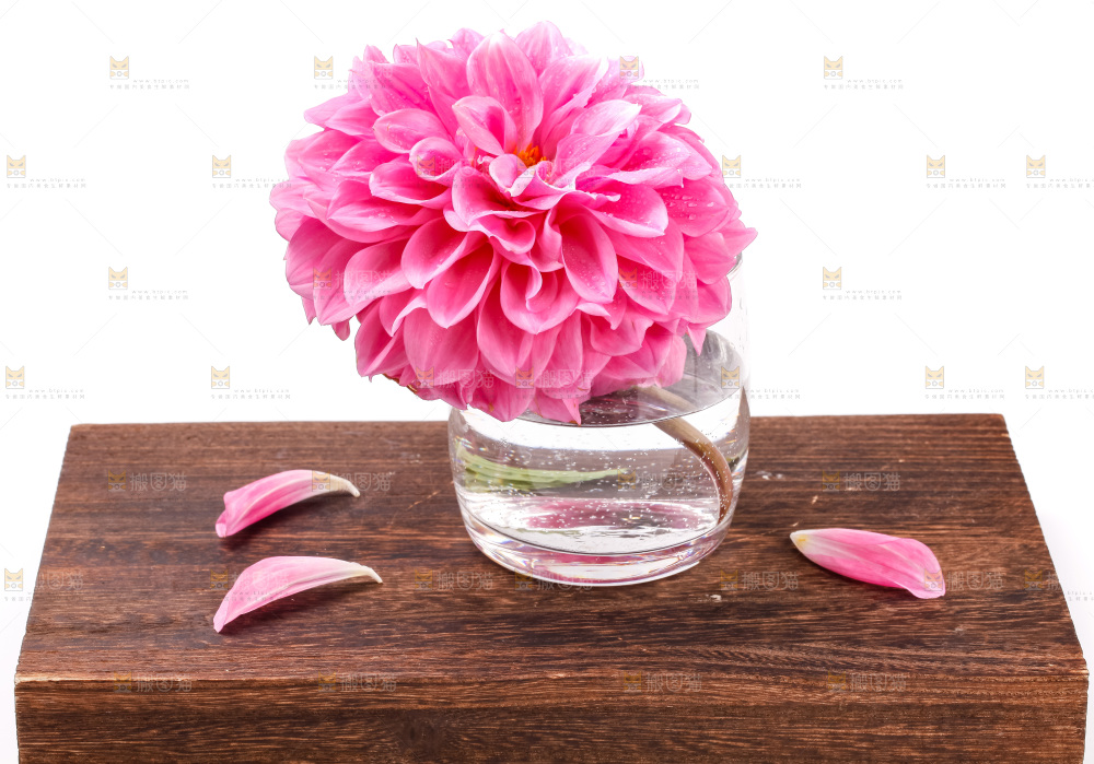 杯子里插着大丽花