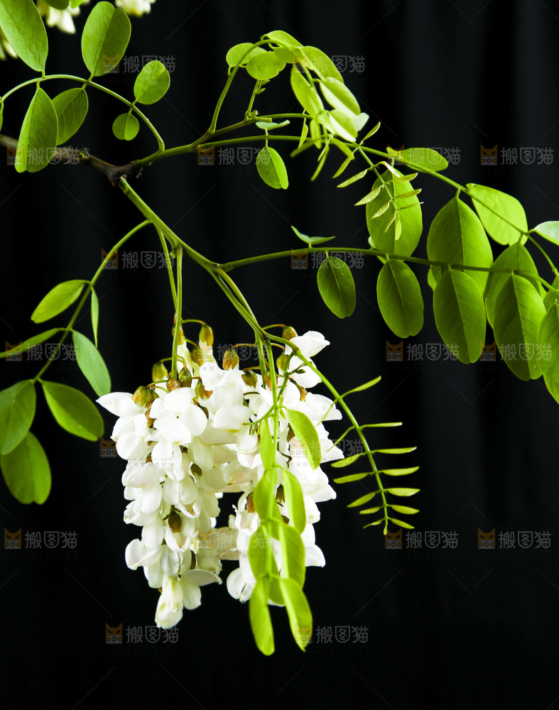 黑底上的槐树花