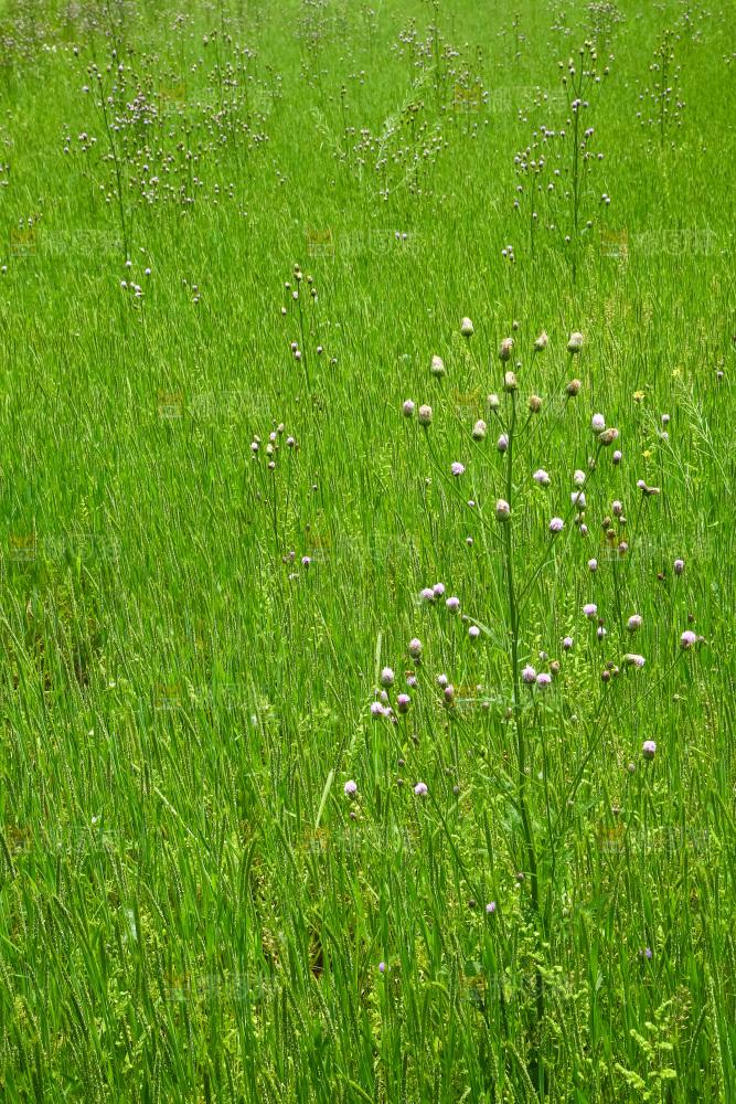 一片草地