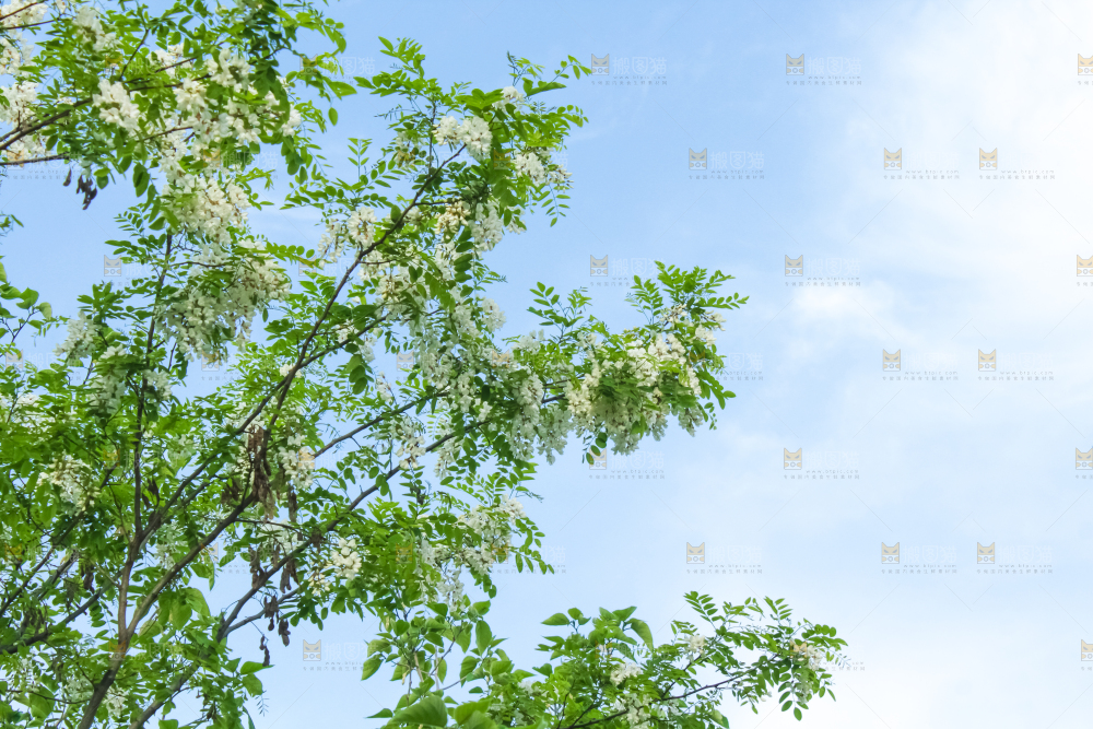 槐树槐花