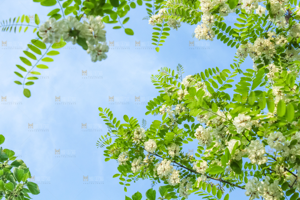 槐树槐花
