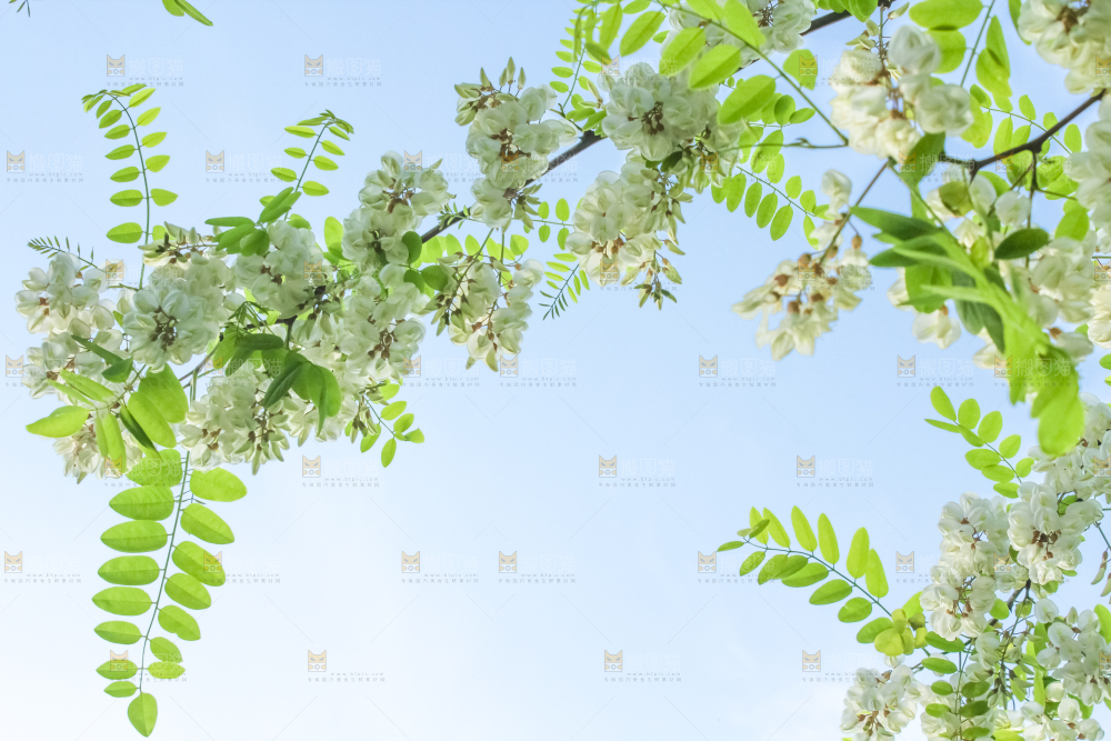 槐树槐花