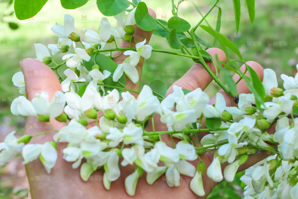 槐树槐花