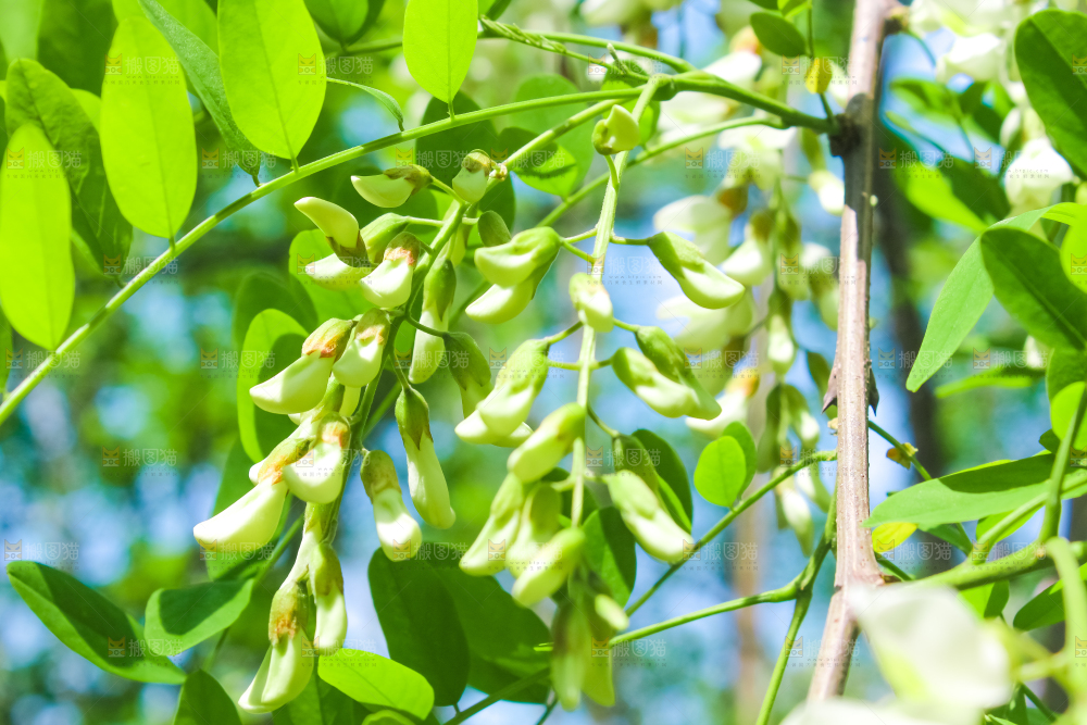 槐树槐花