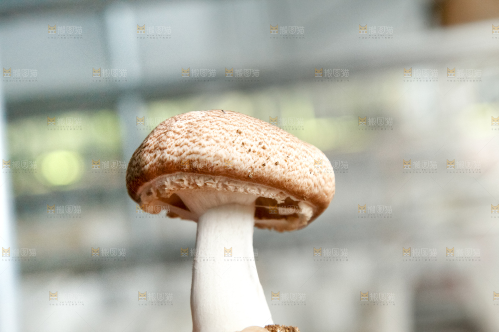 土里的蘑菇