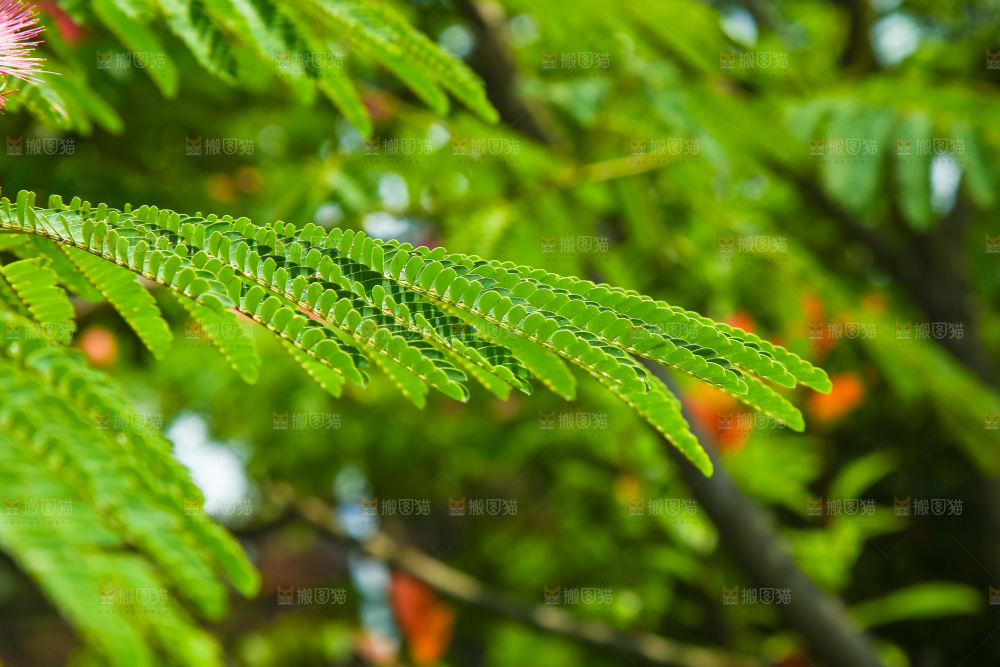 合欢树绿植