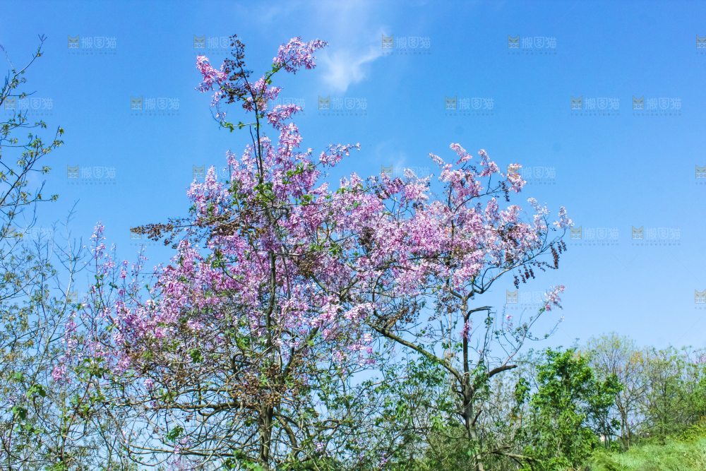 洋槐树上开着花