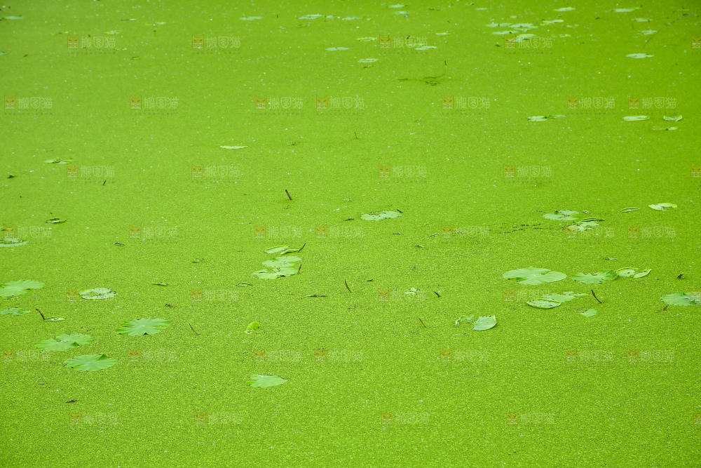 湖面浮萍