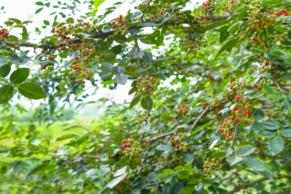树上的花椒
