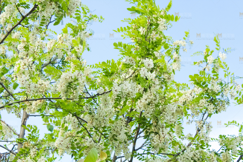 槐树槐花