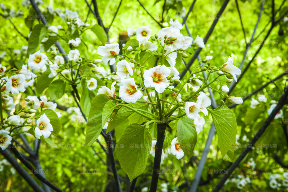树枝上的花朵