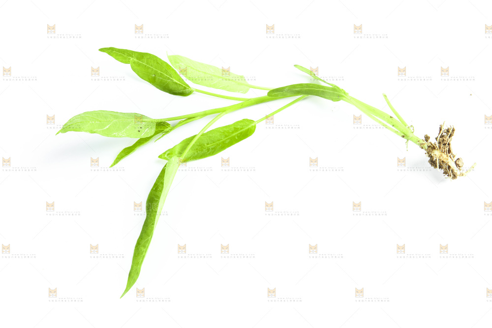 白底上放着空心菜苗