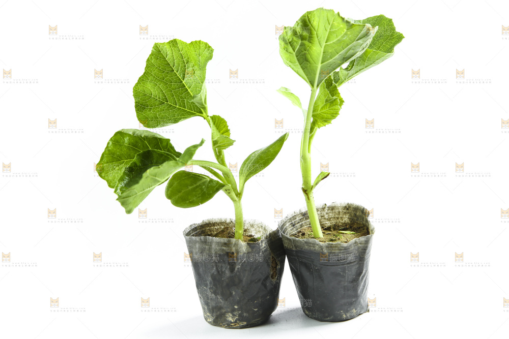 白底上放着茄子苗