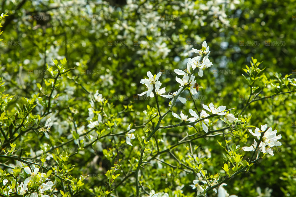一片茂盛的花朵