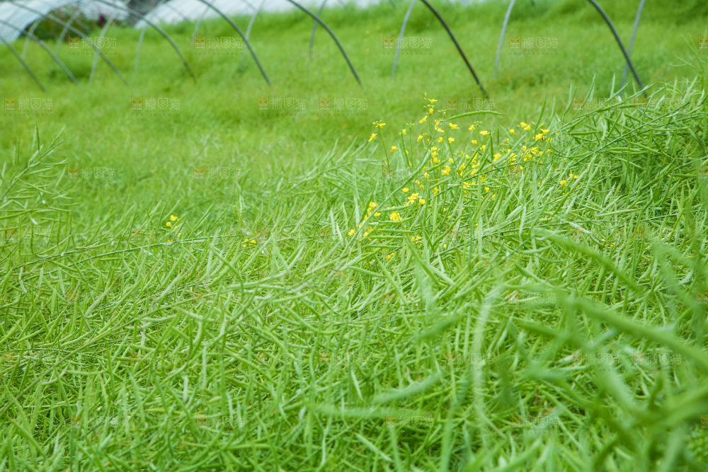 一片油菜地