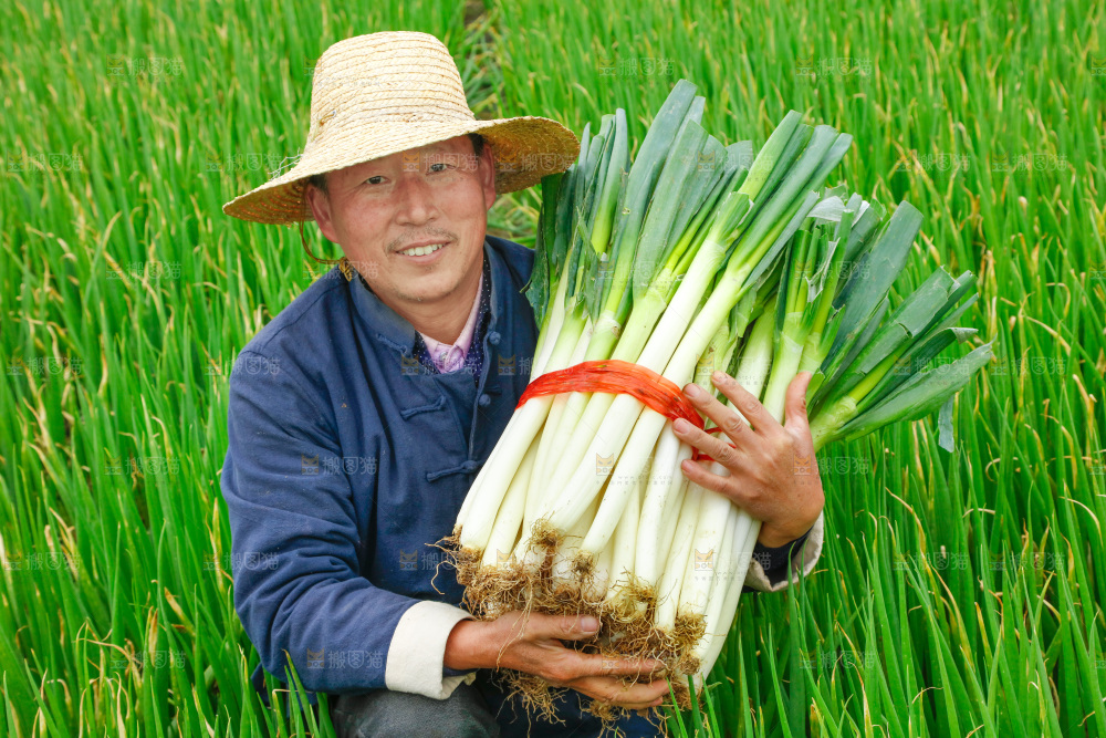 农民手里拿着大葱