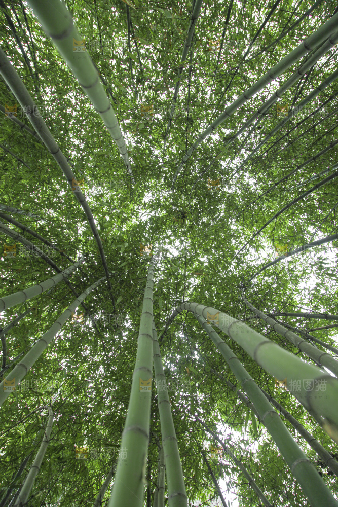 一片竹林