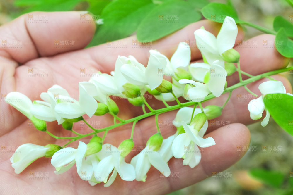 槐树槐花