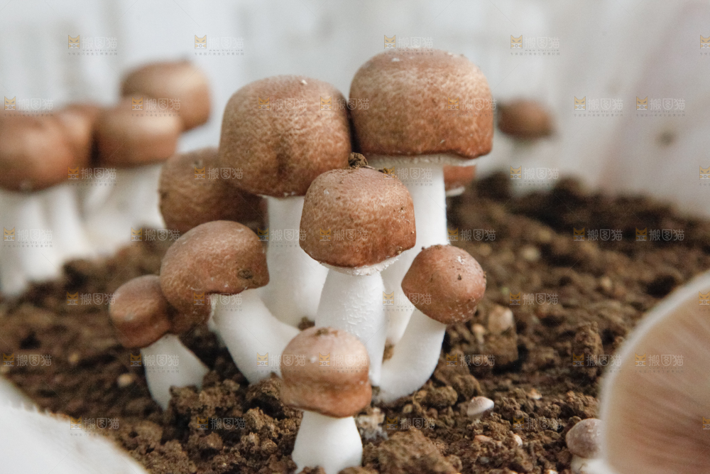土里的蘑菇