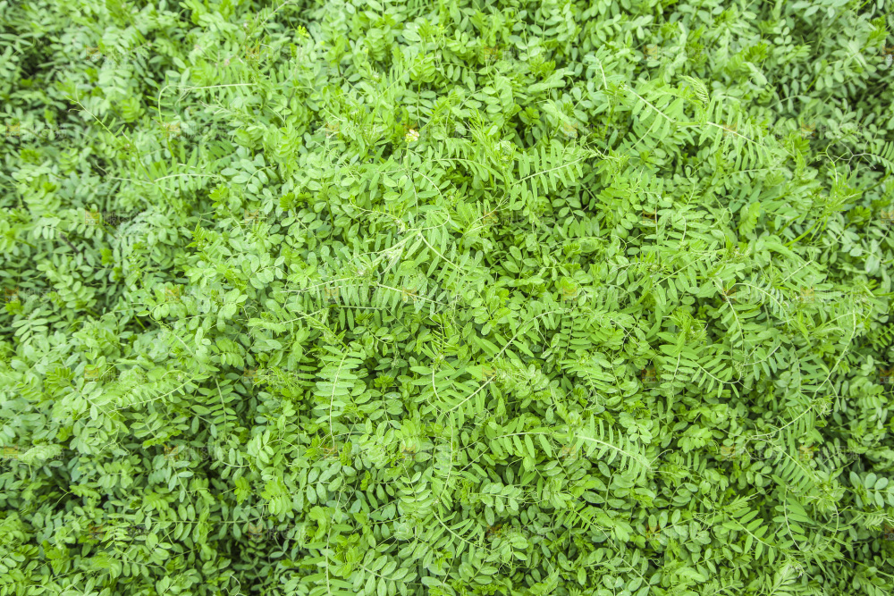 一片绿色植物