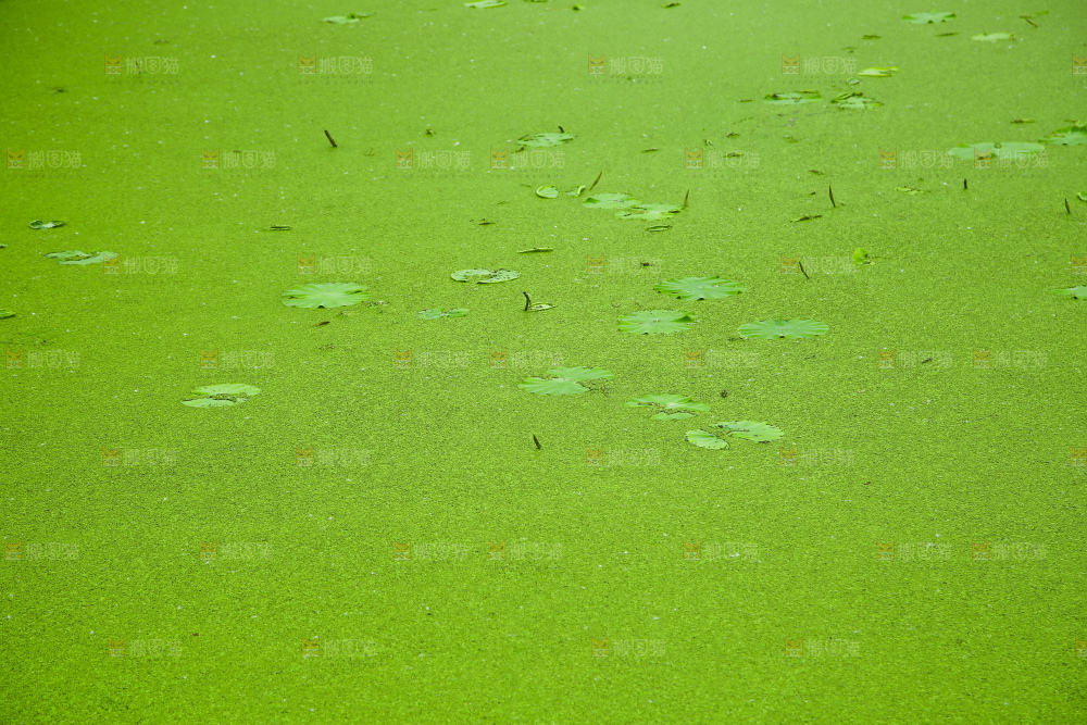 湖面浮萍