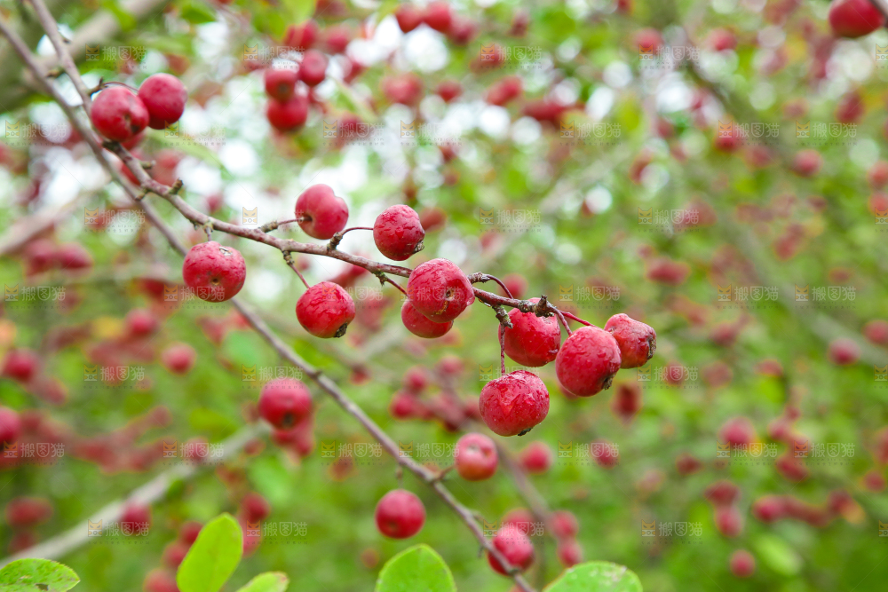 树上挂着海棠果