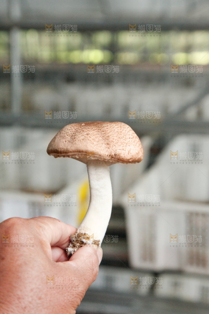手里拿着蘑菇