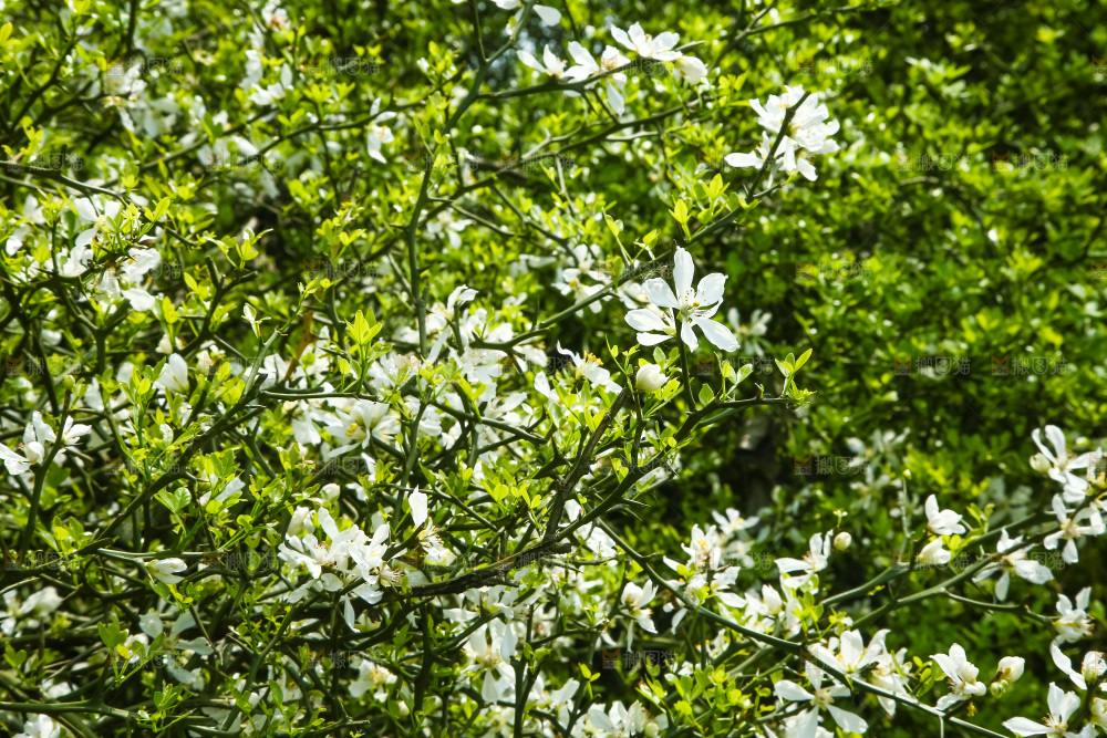 一片茂盛的花朵