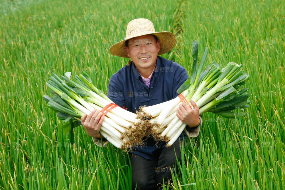 农民手里拿着大葱